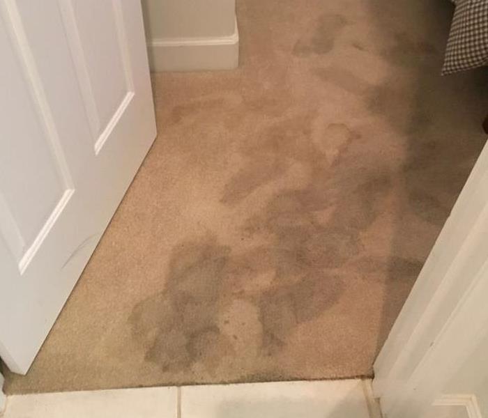 Saturated Carpet with foot prints.
